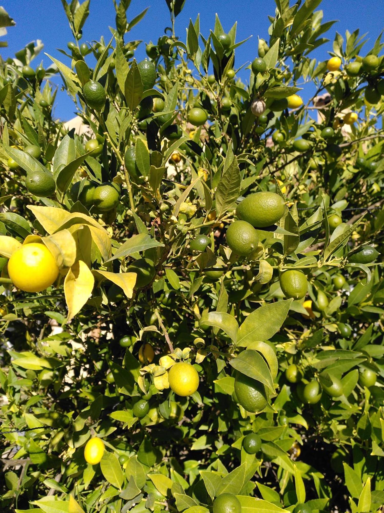 Finca Caracol Bolulla ภายนอก รูปภาพ